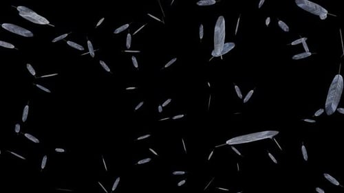 Realistic Falling Feathers Alpha Channel Loop