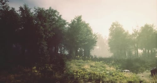 Morning Light Filters Through Trees in a Serene Forest Setting