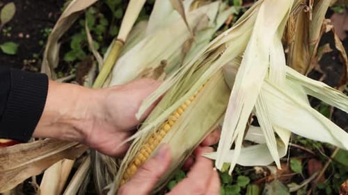 Ripe growing corn. Harvesting. Close-up.