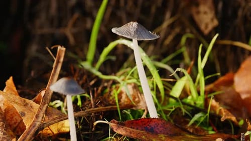 Delicate Mushrooms Emerging From Fallen Leaves and Green Grass in a Natural Setting Capturing the