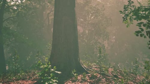 Arbres forestiers boisés rétroéclairés par la lumière dorée