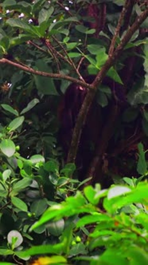 Vertical monkey hidden in tropical forest foliage