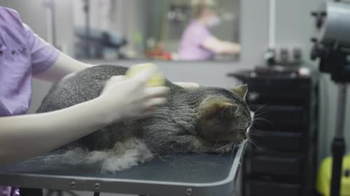 Cat Being Groomed Calmly on Tabletop