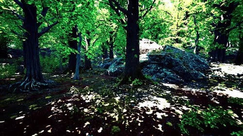 A Lush Green Forest with an Abundance of Trees