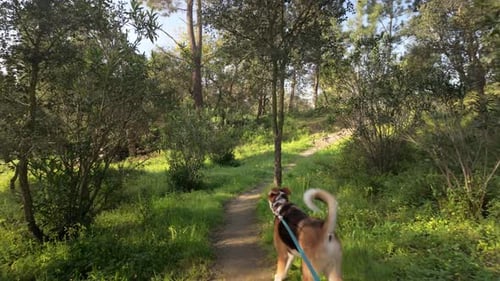 Pov shot of Walking dog in the woods, Slow motion