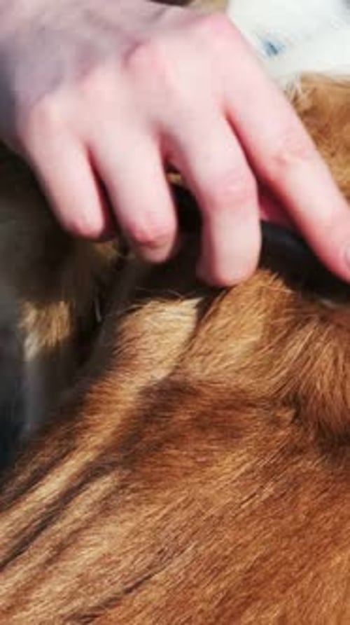 Girl combs a red and white Welsh Corgi Pembroke in a park with a fine comb for combing out ticks and