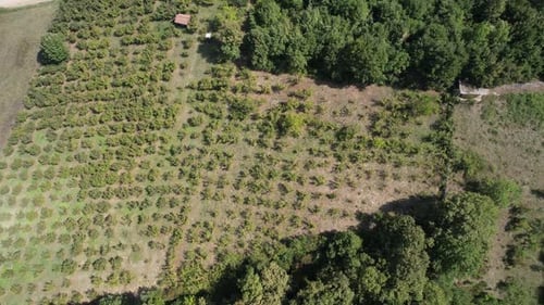 Aerial Newly Planted Trees