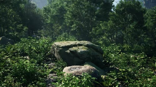 A Rock in the Middle of a Lush Green Forest