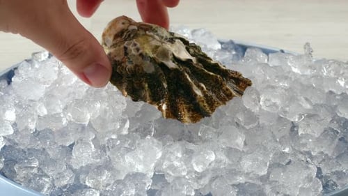 Fresh Raw Oysters with Ice French Restaurant Mediterranean Healthy Sea Food Gourment Luxury Cuisine