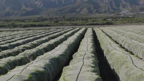 Aerial pull back over a netted, protected orange grove with citrus trees on a summer day. Scenic hil