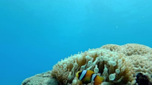 Petit poisson-clown nageant au-dessus d'une anémone dans des eaux tropicales claires - Gros plan
