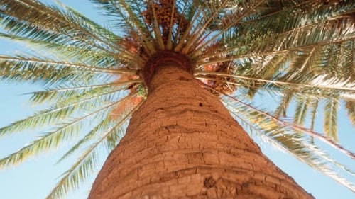 Rotating shot down palm tree trunk on warm sunny day in tropical summer weather; palm tree leaves;