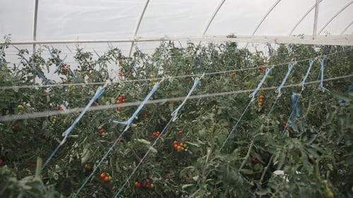 Tomatoes Growing in Greenhouse
