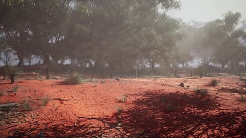 Dirt Field With Eucalyptus Grove