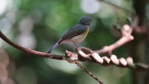 Mueve su pie derecho y luego mira hacia la izquierda mientras la cámara se inclina, Hill Blue Flycatcher Cyorni