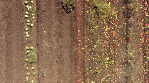 Râteaux de pastèque, processus de deseder après battage dans un grand champ.
