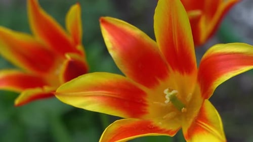 Yellow Red Tulips of an Unusual Rare Variety Open Flower Buds Spring Flower Background Petal Flora