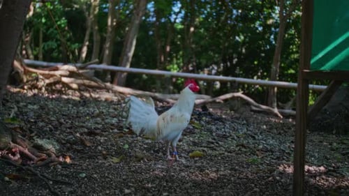 chicken clucking
