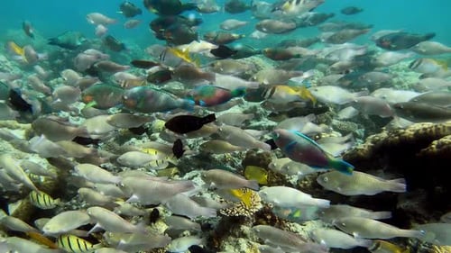 Underwater footage of a school of parrotfish swimming above a coral reef.