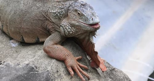 Large Iguana Close Up