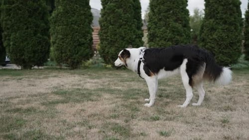 Dog Sniffing Grass in a Suburban Yard