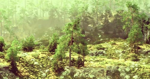 Lush Forest Landscape with Sunlight Filtering Through the Trees in Nature