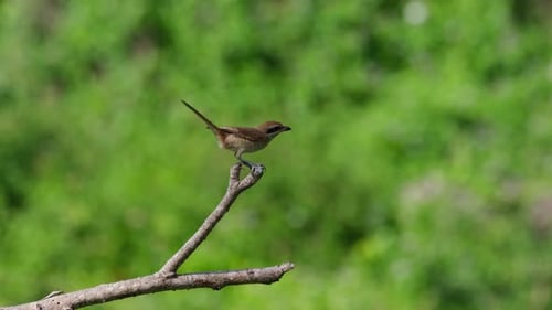 Seen perched on top of a dead branch, changes position, looks to the camera, flies away to the right