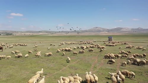 Vue aérienne des moutons sur une plaine verdoyante