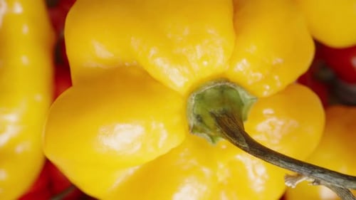 A white plate with Yellow Habanero and red mini peppers of The Star of Turkey rotates from a top