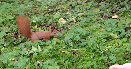 Eichhörnchen im Herbstpark. Dreharbeiten im Herbst.