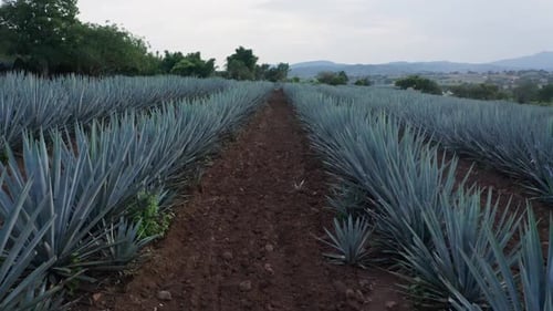 Agave field in Tequila, Mexico 10