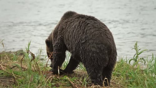 Brown bear eating salmon