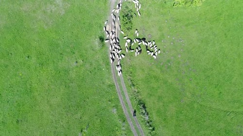 A Herd of Sheep Runs Across a Green Field in the Countryside