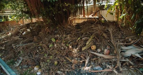 Dry palm leaves pile of garbage Phucoc (Phu Quoc) Vietnam Fukok 37 of 55
