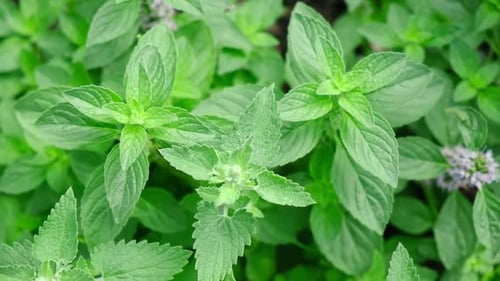 Lemon Balm and Mint Growing Abundant in a Garden Bed Mentha Fresh Leaves Background Closeup Top View