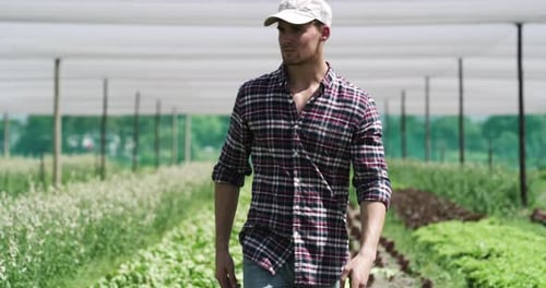Young Man Harvesting Crops on an Outdoor Farm