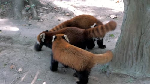 Red Pandas or Lesser Panda or Red Bearcat or Red Catbear in the Shanghai Zoo