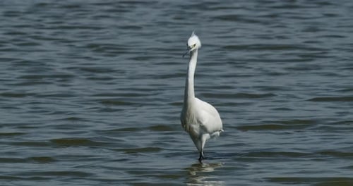 Seidenreiher Egretta garzetta watet auf die Kamera zu und sucht nach potenzieller Beute, von der er sich ernähren kann