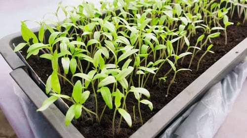 Abundant Green Seedlings Sprout in Planting Tray