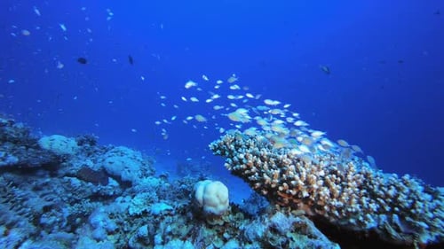 Underwater Sea Fish Coral Reef