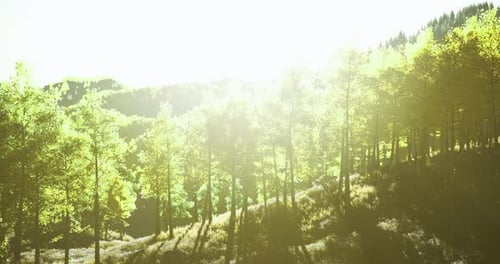 Bright Sunlight Filters Through Lush Green Trees in a Serene Forest Landscape