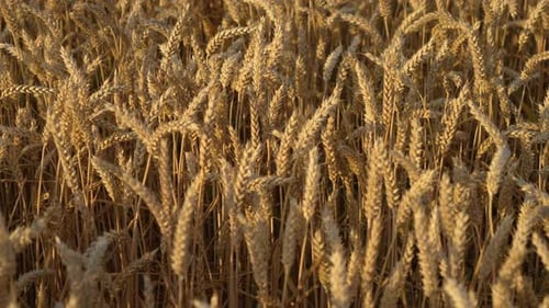 Weizenfeldohren aus reifem Getreide, das vor leichtem Wind schwankt Goldene Gerste schwankt langsam vom Wind Nahaufnahme