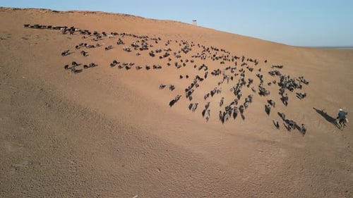 Aerial View of Sparse Vegetation Beside Winding Amudarya River