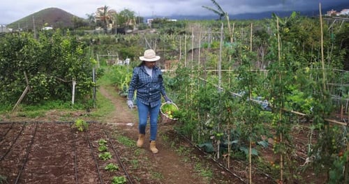 Farmer african woman walking around vegetables garden - Agriculture, local business and organic food