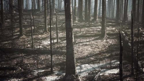 Burned Forest Landscape Reveals the Aftermath of Wildfire Devastation