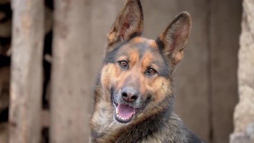 Close Up German Shepherd Dog Showcasing Its Distinct Features Such As Pointed Ears Strong Jaw and