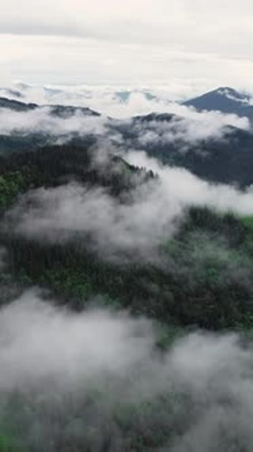 Vertical Screen Dense European Forest in Foggy Weather Aerial View