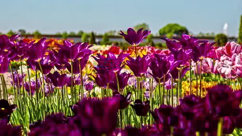 Tourism walking and enjoying the tullip field on a sunny day. Motion blur timelapse