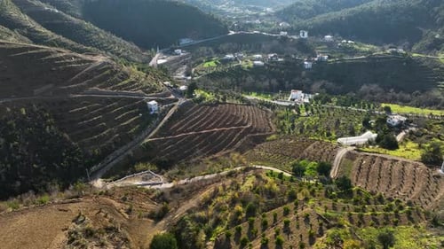 Majestic Harvest Cinematic Drone Films the Abundance of Avocado Trees on Mountainous Farms