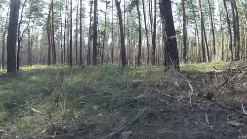 Walking through the forest POV with sound